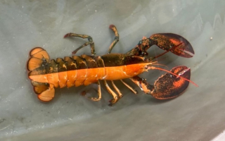 A lobster that is half orange and half brown, seen from above.