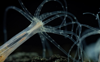 This photo shows two sea anemones interacting underwater.