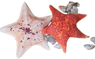 Bat sea stars on a white background