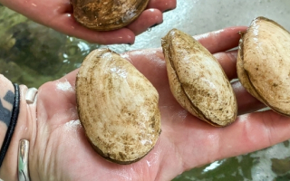 A handful of clams