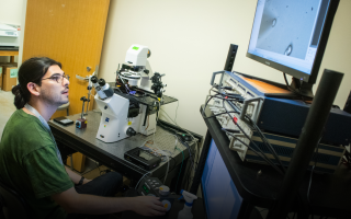 This photo shows a course participant in Neurobiology course looking at this microscopy photo on a computer.