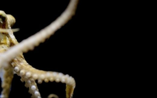 Octopus on black background