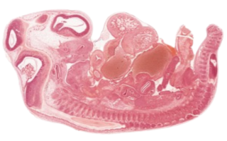 Embryo on white background
