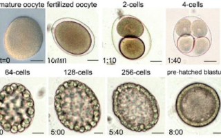 A series of microscopy images showing sea star development.