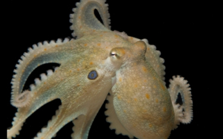 Octopus on a black background
