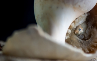 Octopus curled up in a shell