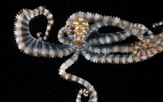 An octopus on a black background