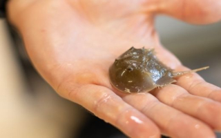 Baby horseshoe crab in a scientists hand