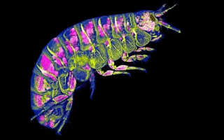 Fluorescent beach hopper on black background