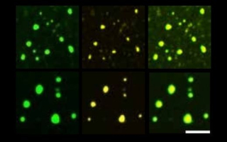 Microscopy images of condensates