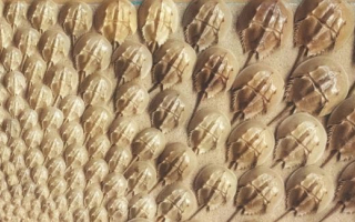 Horseshoe crab molts