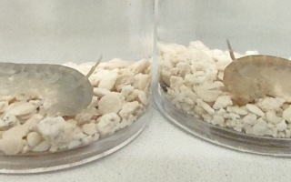 Parhyale in glass tubes.