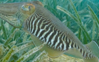 A cuttlefish