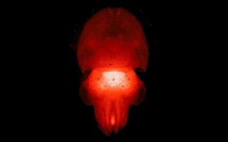 A glowing cuttlefish 