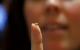 A small crustacean perches on a scientists hand