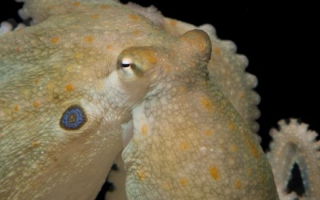 Octopus on black background