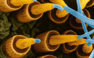 A scanning electron micrograph of spider silk spigots 