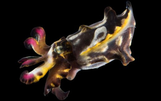 Cuttlefish