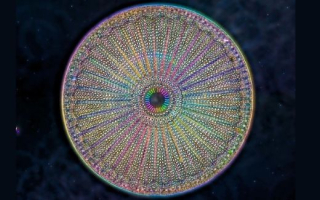  A diatom