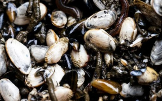 Clams