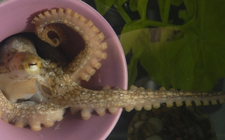 A California two-spot octopus extends a sucker-lined arm from its den. 
