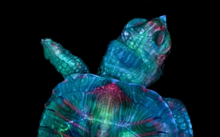 Fluorescent turtle embryo image, captured in the 2017 MBL Embryology course by Teresa Zgoda and Teresa Kugler