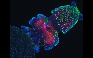 Confocal image of a squid embryo. Nuclei are stained blue, neural structures are red and cilia on the surface of the embryo are stained green. 