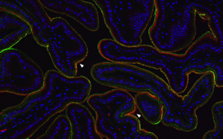 The esophagus of a cuttlefish. Bacteria (red) are in a layer of mucus (green) lining the inside of the esophagus. Cuttlefish cell nuclei are shown in blue. 