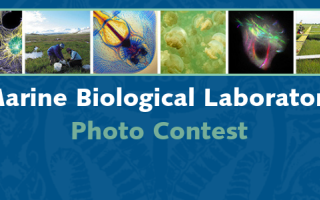 MBL Photo contest banner with various images