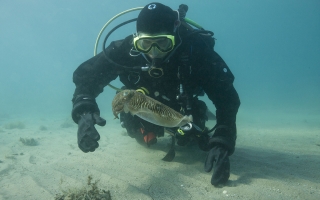Justine Allen and a cuttlefish in the Aegean Sea