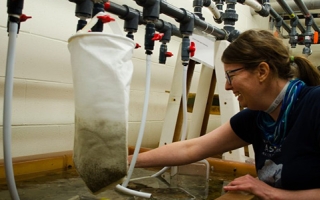 Maryna Lesoway in a tank room at the MBL in 2017. 