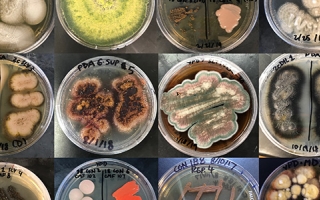 Fungal colonies cultured from samples collected in various Woods Hole marine environments. 