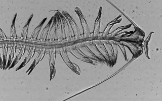 Polychaete worm (Tomopteris)
