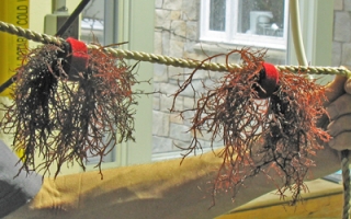 red seaweed Gracilaria tikvahiae