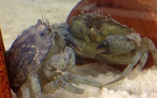 A juvenile crab looks at its reflection.