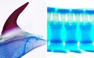A single dermal denticle (tooth-like scale) from a skate hatchling. The mineralised denticle is stained red, and the underlying cartilage is stained blue.