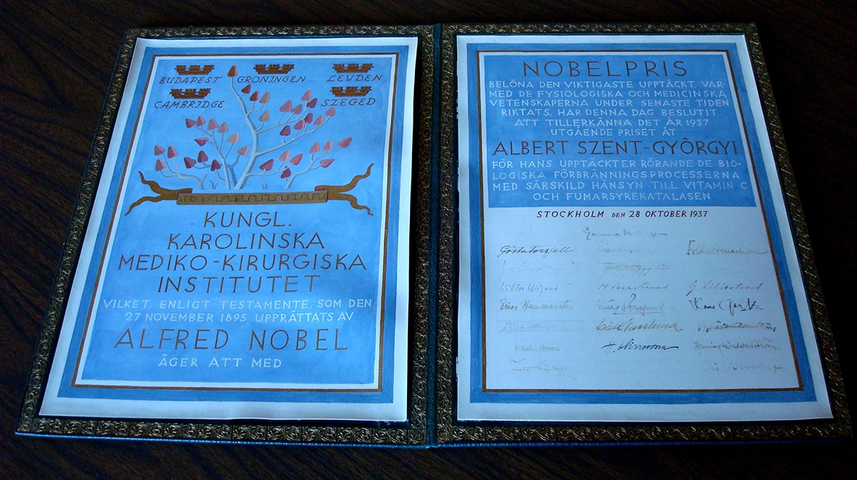 Nobel Prize awarded to Albert Szent-Gyorgyi in 1937.