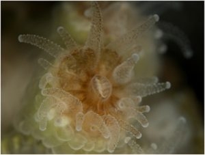 Astrangia poculata polyp