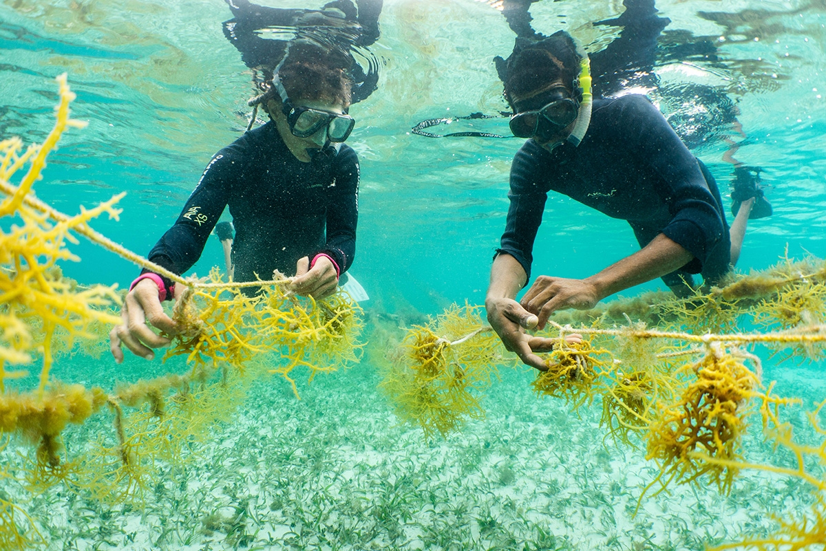 divers check on seaweed lines