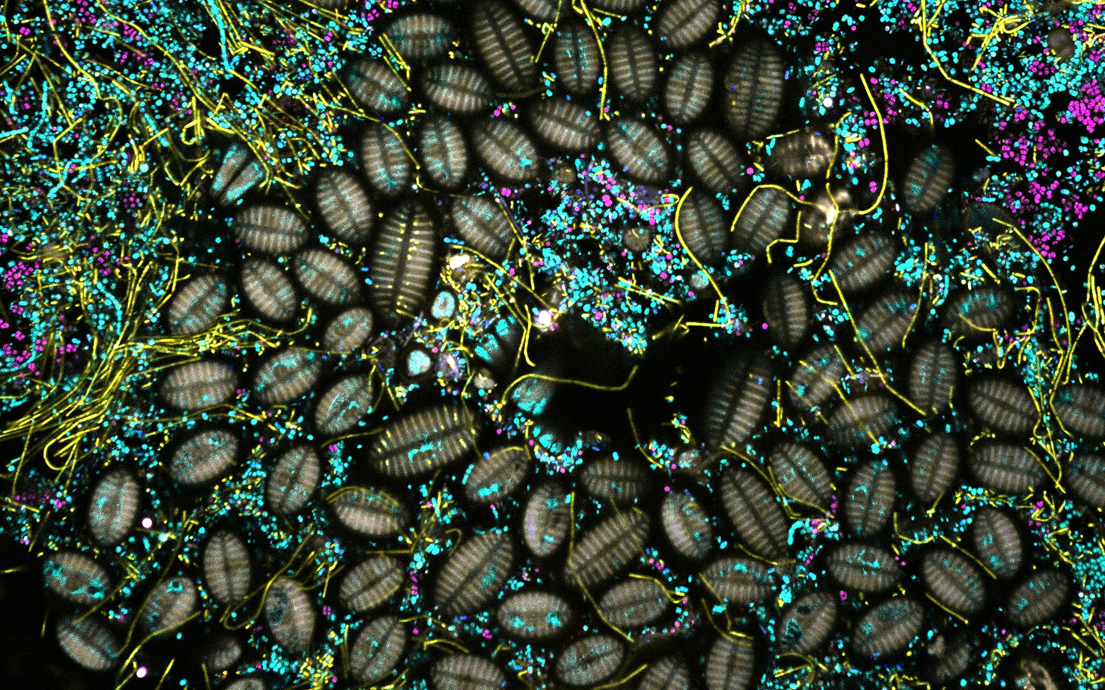 kelp5-Diatoms2