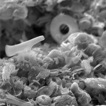 Microscopic Photos of the Deep Ocean Flux 
