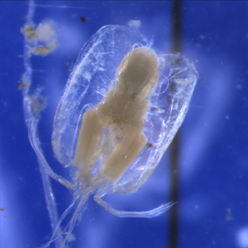 Macrozooplankton & Vertebrates