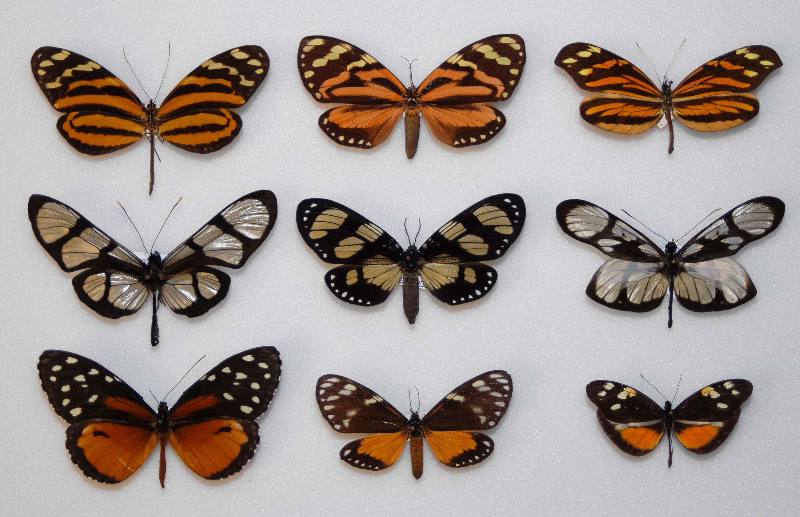 butterfly examples