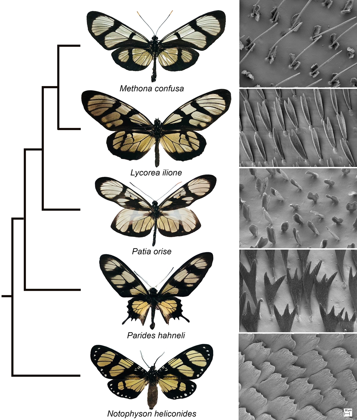 distantly related species of butterflies