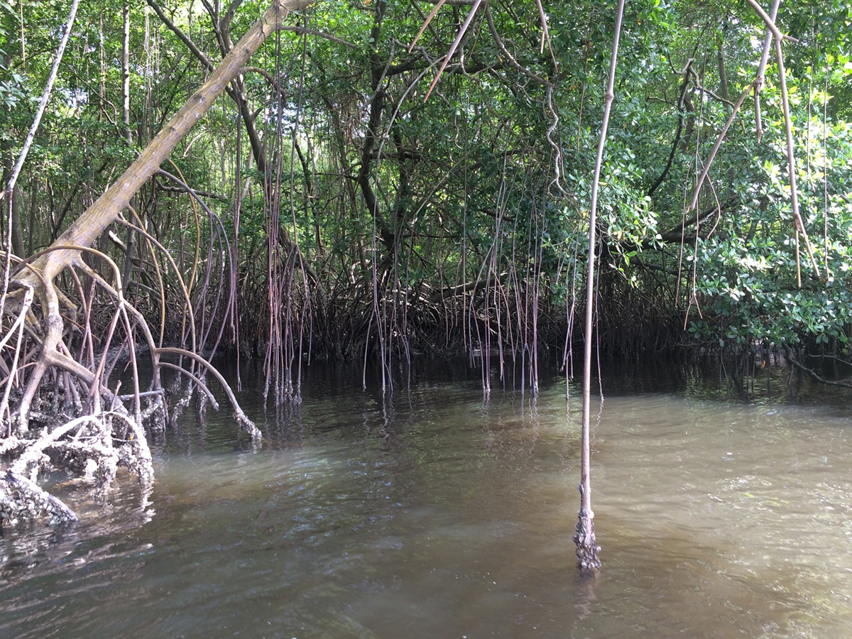 The mangroves of Trinidad and Tobago. 