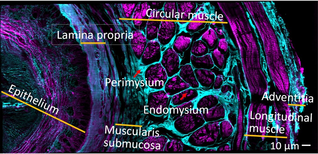 mouse esophageal tissue labels