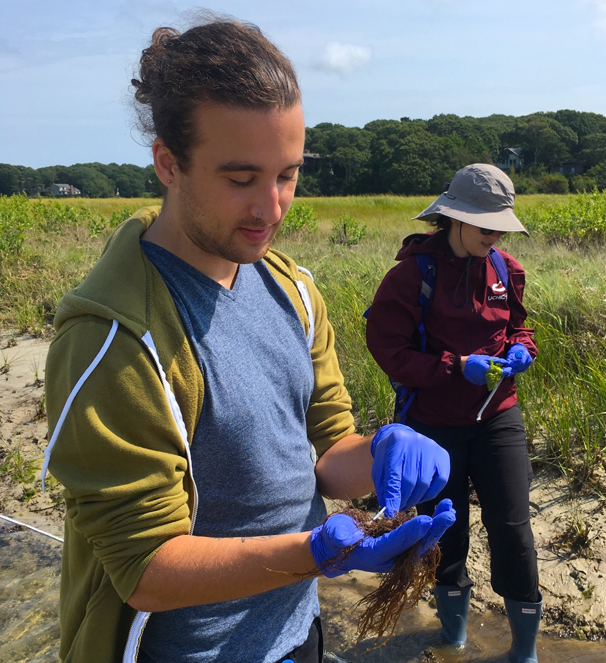 University of Chicago students collecting samples of the microbiome of invasive algae Gracilaria vermiculophylla.