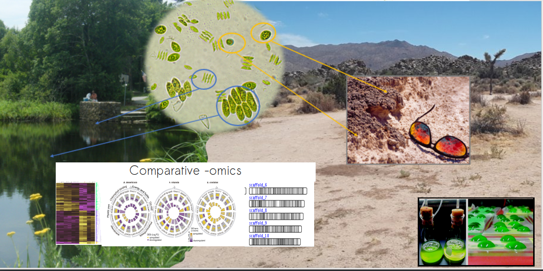 Desert-evolved and aquatic algae within the Scendesmaceae as model for the study of adaptation to terrestrial environments.