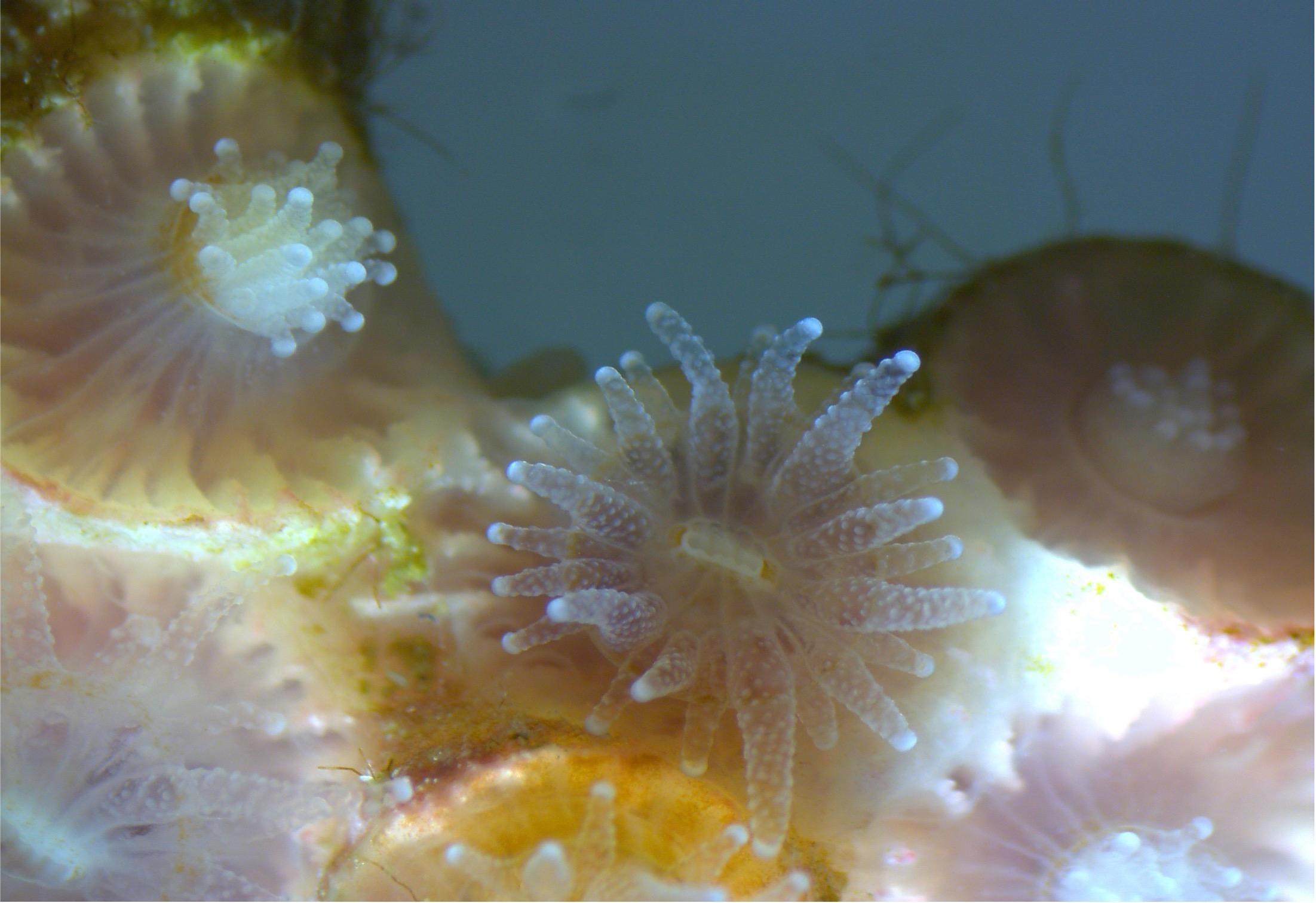coral under microscope