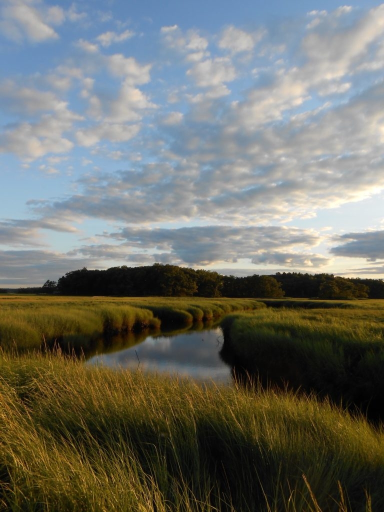Cordgrass in a salt marsh at the Plum Island research site
